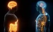 کاهش چربی شکم، مغز را چند دهه‌ جوان می‌کند

