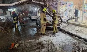 سقوط درخت تنومند بر روی دو خودرو در خیابان مطهری شمالی مشهد