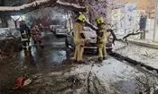 سقوط درخت تنومند بر روی دو خودرو در خیابان مطهری شمالی مشهد
