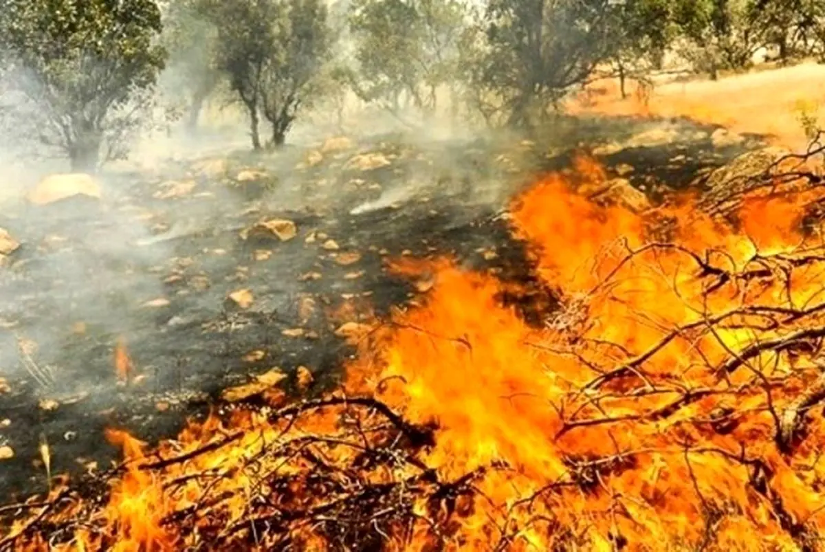 موج سواری رسانه‌های معاند روی آتش سوزی جنگل‌های هیرکانی؛ دهیار روستای الیت چالوس بازداشت نشده است