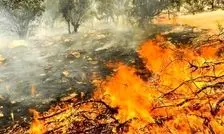 موج سواری رسانه‌های معاند روی آتش سوزی جنگل‌های هیرکانی؛ دهیار روستای الیت چالوس بازداشت نشده است