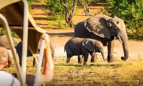 فیل خشمگین در زامبیا دو گردشگر را کشت