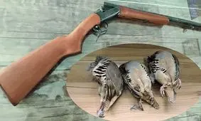 دستگیری شکارچی متخلف در مناطق شکار ممنوع رودبار