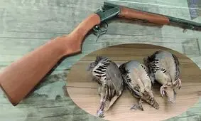 دستگیری شکارچی متخلف در مناطق شکار ممنوع رودبار