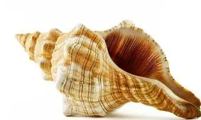 حل معمای قتل ۲۰ ساله با کمک یک حلزون