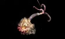 نگرانی دانشمندان از ناپدید شدن کرم‌های زامبی

