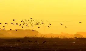 صدور هشدار زرد آلودگی هوای در پایتخت