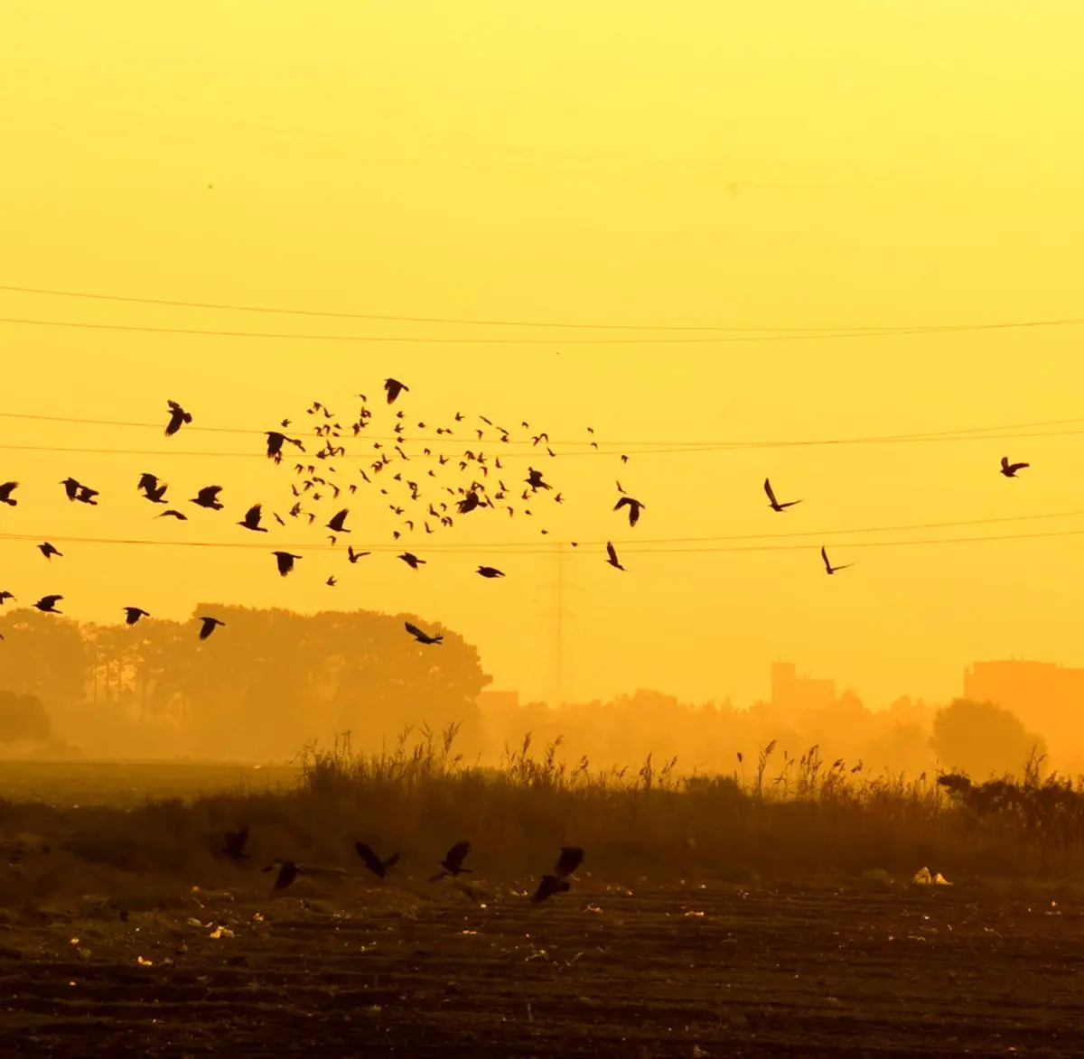 صدور هشدار زرد آلودگی هوای در پایتخت