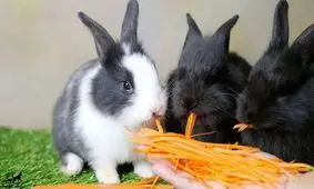 اگر تیزبین هستید، هویج را در ۵ ثانیه پیدا کنید