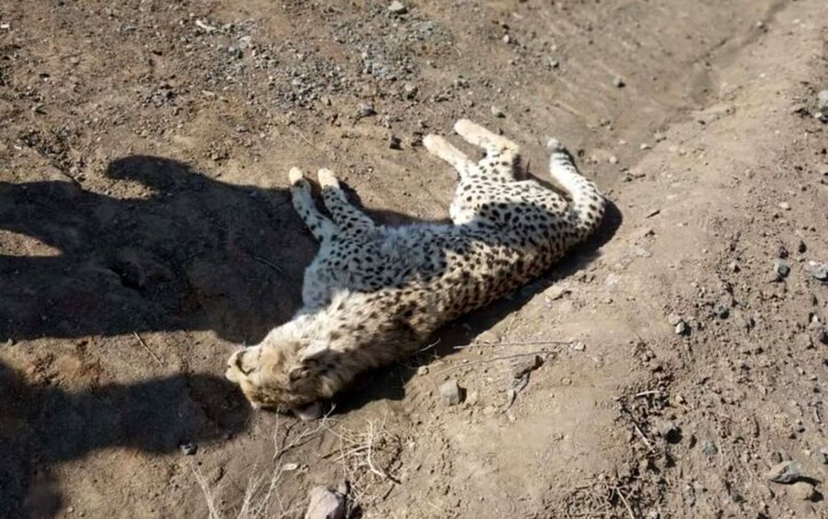 قتلگاه ۱۰ یوزپلنگ ایرانی