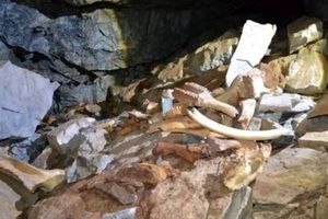 کشف یک غار عجیب پر از استخوان‌ در روسیه/ عکس

