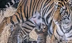 تولد دو توله ببر سوماترایی در خطر انقراض/ ویدئو