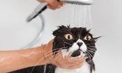 چرا گربه‌ ها از خیس شدن متنفرند؟