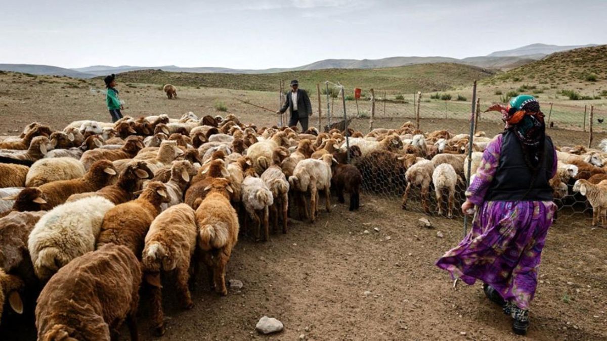 کمبود آب و علوفه تهدیدی جدی برای عشایر بوشهر است