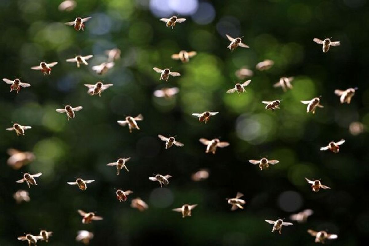 فرار میلیون‌ها زنبور عسل از یک کامیون در کانادا