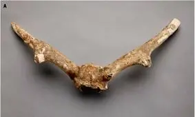 موجودی ناشناخته از دل یخ و زمان: فسیلی که تورنتو را شوکه کرد