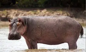 اسب آبی سرگردان در خیابان‌های این شهر