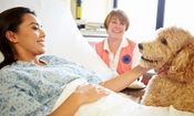 بیمارستانی در اسپانیا برای تقویت روحیه بیماران از سگ ها کمک می گیرد