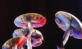 «مجیک ماشروم» آلزایمر را درمان می‌کند؟