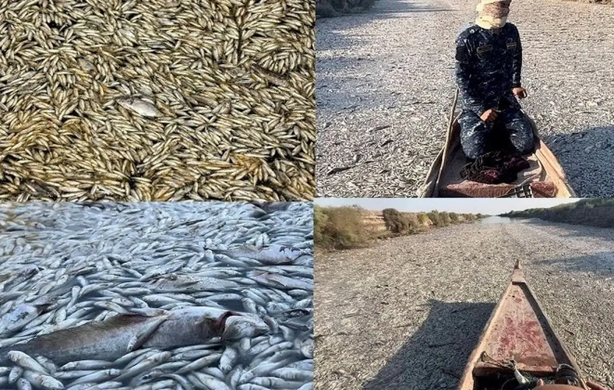 مرگ عجیب ماهی های تالاب میسان/ ویدئو