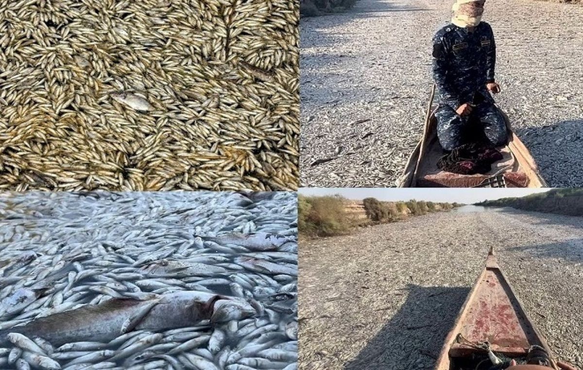 مرگ عجیب ماهی های تالاب میسان/ ویدئو