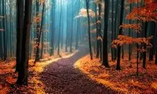 کشورهایی که بیشترین سهم را از جنگل های کره زمین دارند/ اینفوگرافیک