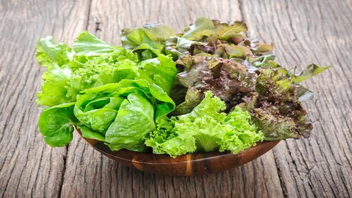 چه قسمتی از کاهو نیترات بیشتری دارد؟