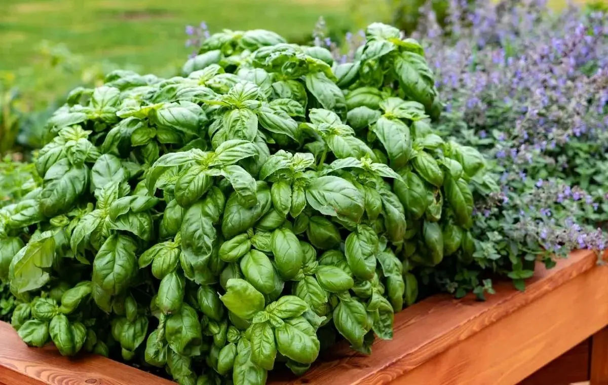 خواص و مضرات ریحان برای بدن
