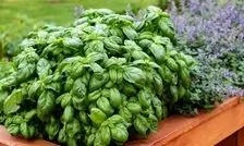 خواص و مضرات ریحان برای بدن
