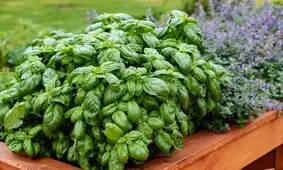 خواص و مضرات ریحان برای بدن
