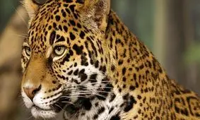 تولد جگوار در ایران/ ویدئو