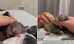 رونمایی از یک حیوان خانگی عجیب/ ویدئو