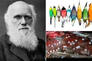 تایید نظریه داروین پس از ۲ قرن