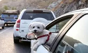 سگ‌گردانی در تبریز ممنوع شد