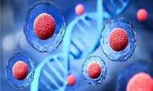 کشف یک ژن غیر کُد کننده که رشد سلول‌های بزرگ را کنترل می‌کند

