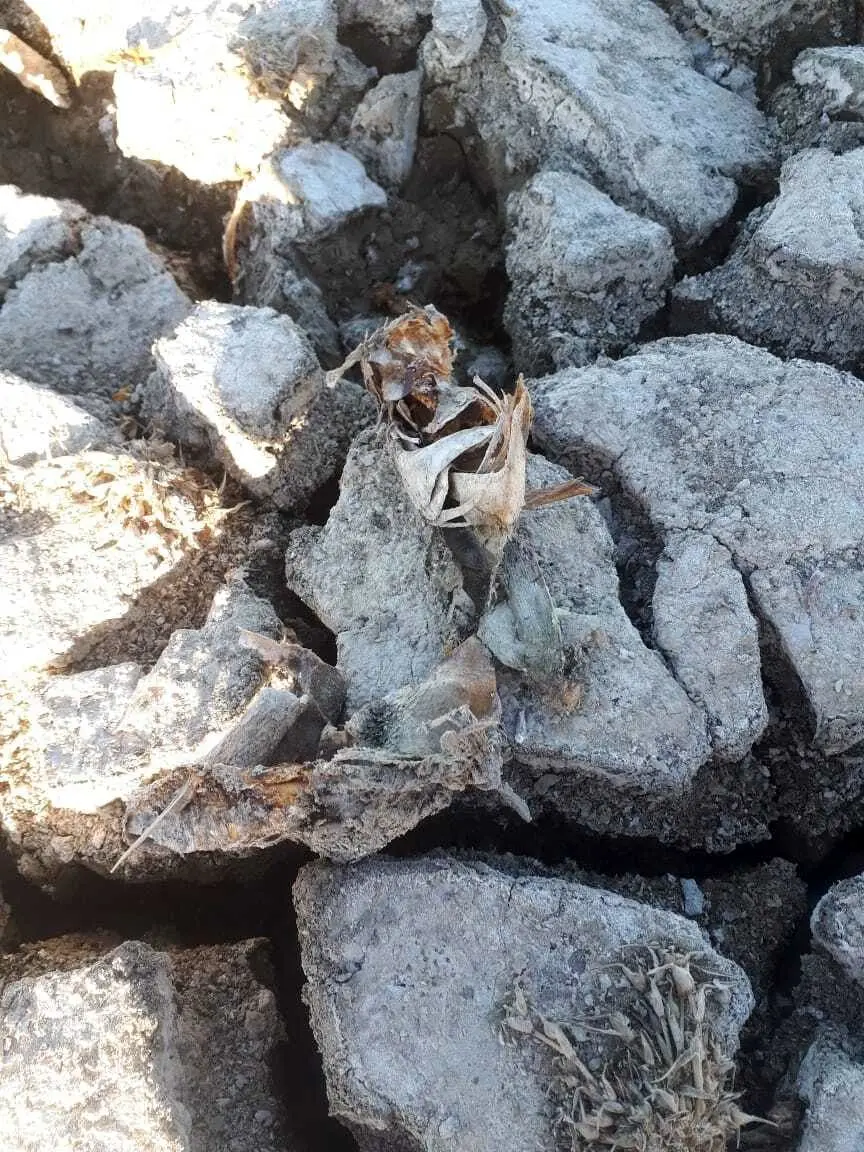 تمام آبزیان آن به طور کامل از بین رفته‌اند