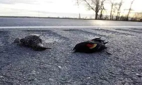 آلودگی صوتی در چهارشنبه سوری موجب سکته برخی پرندگان می‌شود