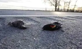 آلودگی صوتی در چهارشنبه سوری موجب سکته برخی پرندگان می‌شود