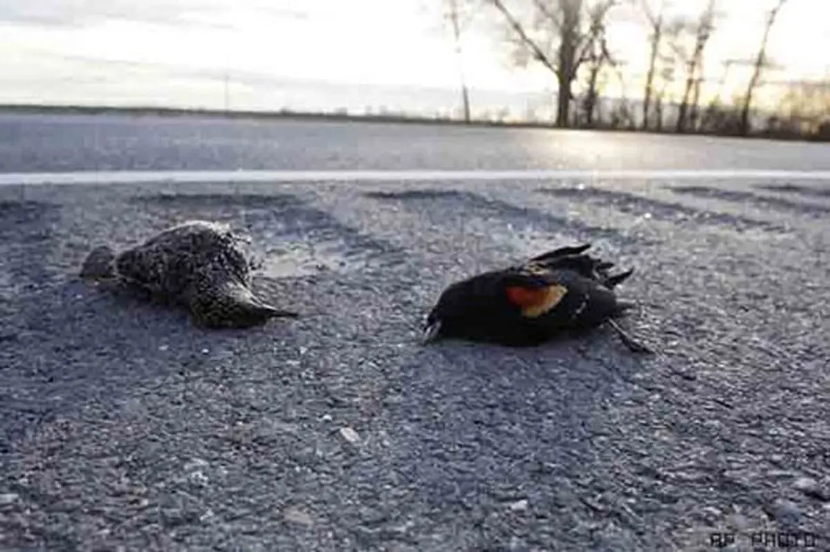 آلودگی صوتی در چهارشنبه سوری موجب سکته برخی پرندگان می‌شود