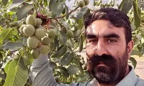 مزایای خرید نهال گردو و کاشت آن؟ 