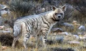 شیرخوردن توله‌‌کفتارهای راه‌راه در پارک ملی موته/ویدئو