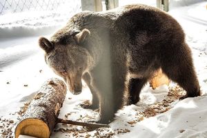 داستان غم‌انگیز تنهاترین خرس جهان/ ویدئو