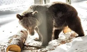 داستان غم‌انگیز تنهاترین خرس جهان/ ویدئو