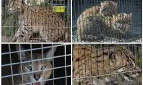 محموله بزرگ قاچاق حیات‌وحش در تهران کشف شد