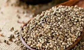 خواص و فواید شاهدانه را بشناسید