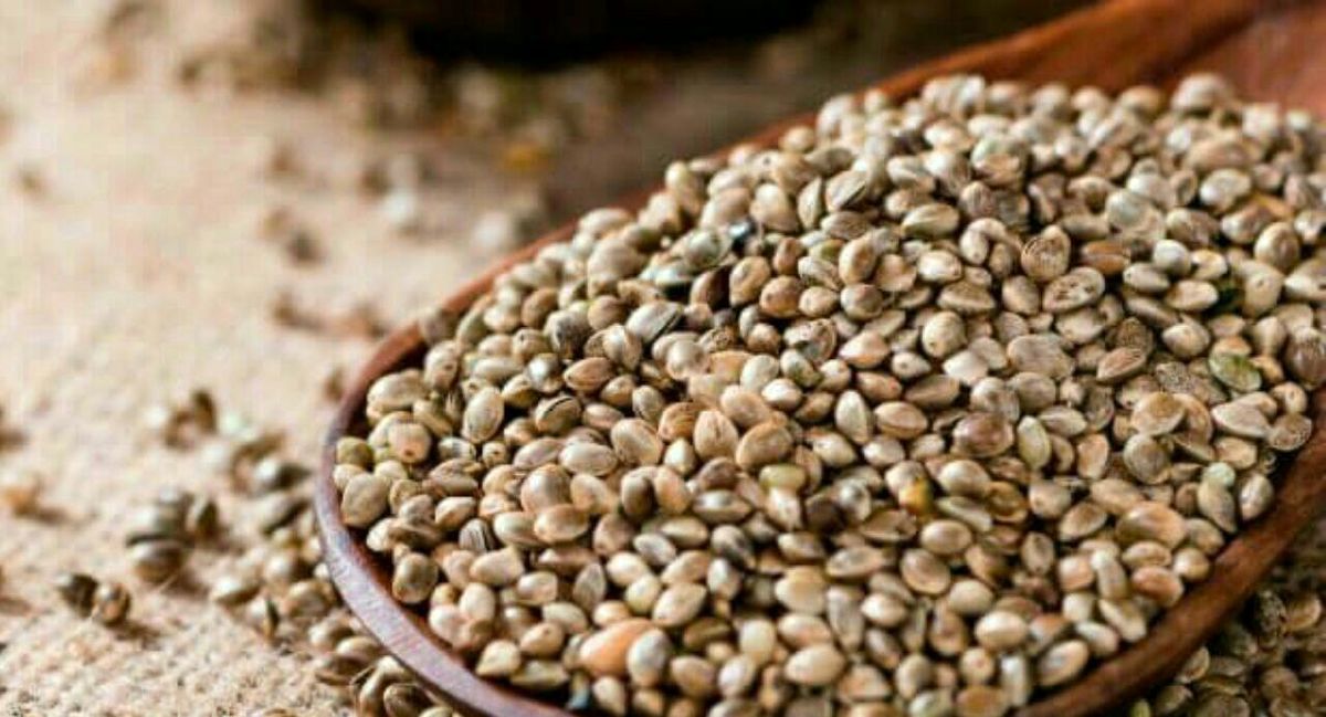 خواص و فواید شاهدانه را بشناسید