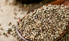 خواص و فواید شاهدانه را بشناسید