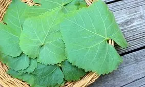 برگ انگور و این همه خاصیت؟