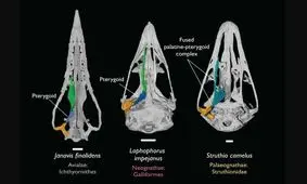 اکتشاف اعجاب‌انگیز درباره روند تکاملی پرندگان