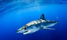 انقراض ۹۰ درصدی آبزیان تا پایان قرن حاضر!